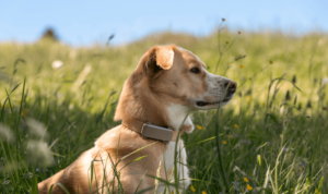 Tractive DOG 6 GPS tracker attached to dog collar showing real-time location tracking