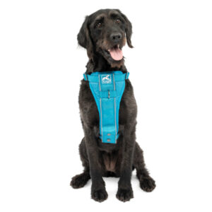 Kurgo Tru-Fit Smart Harness on a dog, showing front and back leash attachment points